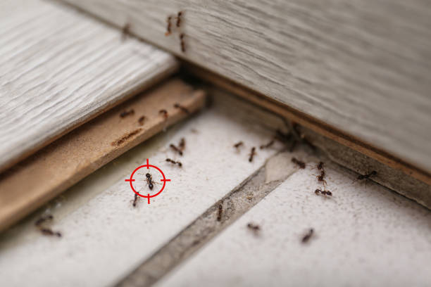 Carmel Valley Village, CA Pest Control Company