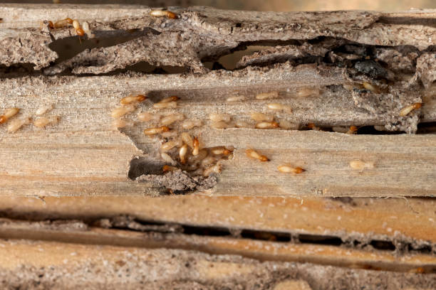 Best Pest Control Near Me in Carmel Valley Village, CA
